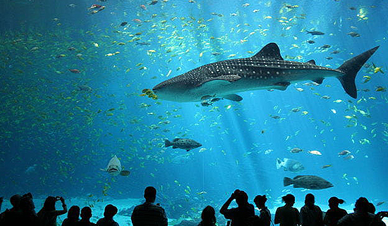 Cancun Aquarium