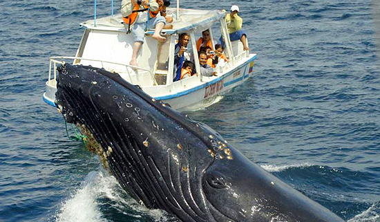 Punta Cana Whale Watching